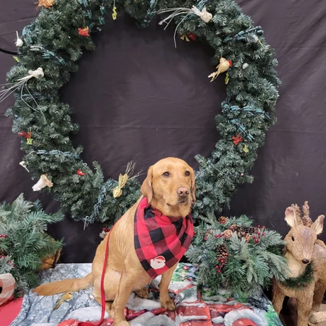 Dog in front of wreath