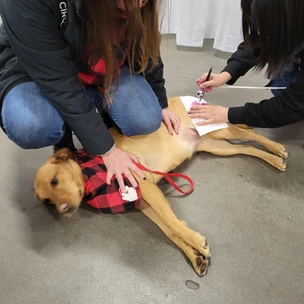 Maze getting tattoo