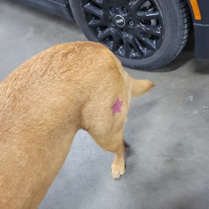 Maze getting tattoo