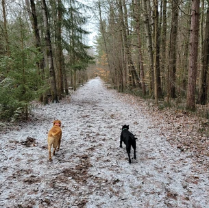 Bendor & Graves Off Leash Tract
