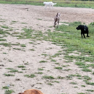 Open Field at Harmony Dog Park