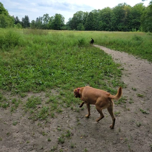 Open Field at Harmony Dog Park