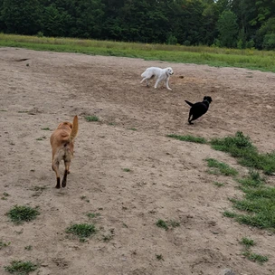 Open Field at Harmony Dog Park