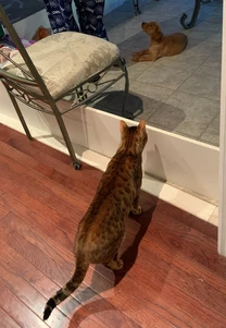 Simba & Nala