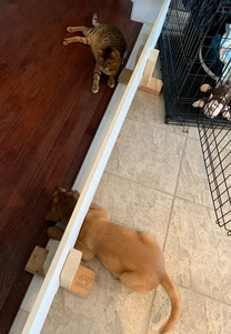 Simba & Nala