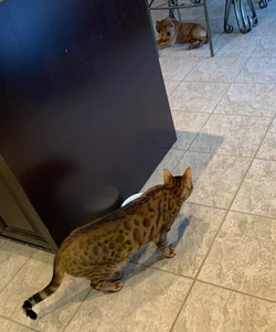 Simba & Nala
