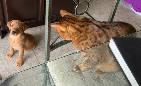 Simba & Nala