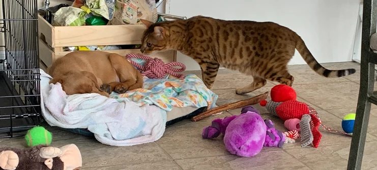 Simba & Nala