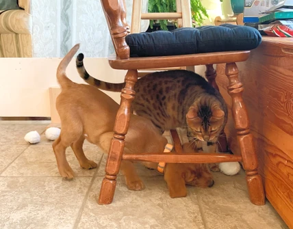 Simba & Nala