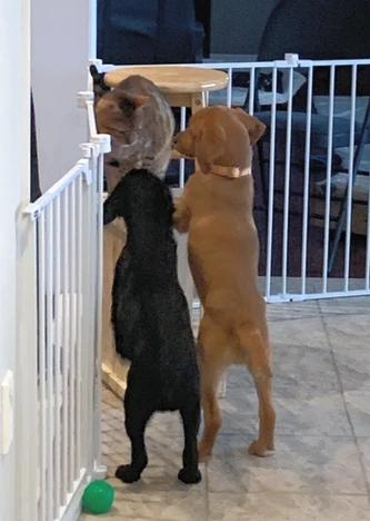Simba & Nala & Nyx