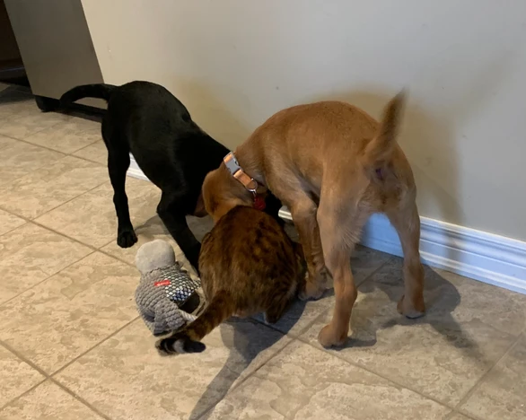 Simba & Nala & Nyx