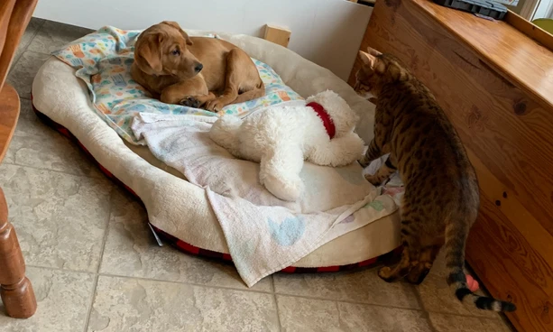 Simba & Nala