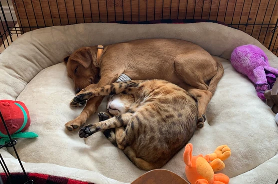 Simba & Nala & Nyx