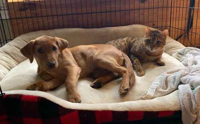 Simba & Nala & Nyx
