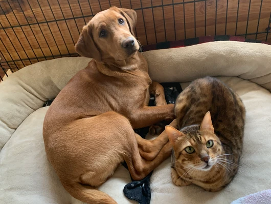 Simba & Nala & Nyx