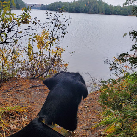 Track & Tower Trail - Algonquin Park