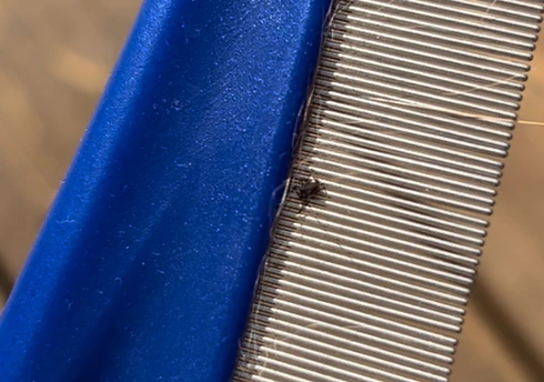 Tick and Flea Comb