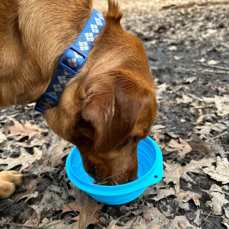 Collapsable Water Bowl