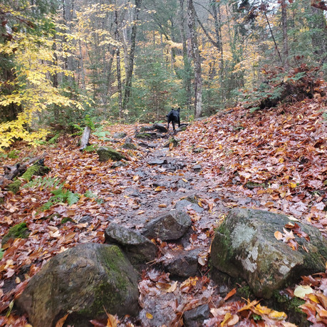 Track & Tower Trail - Algonquin Park