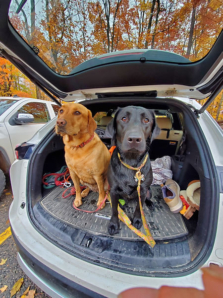 Road Trip to Huntsville!  Dog Friendly Hiking, Eatery, Shopping & Accommodation!
