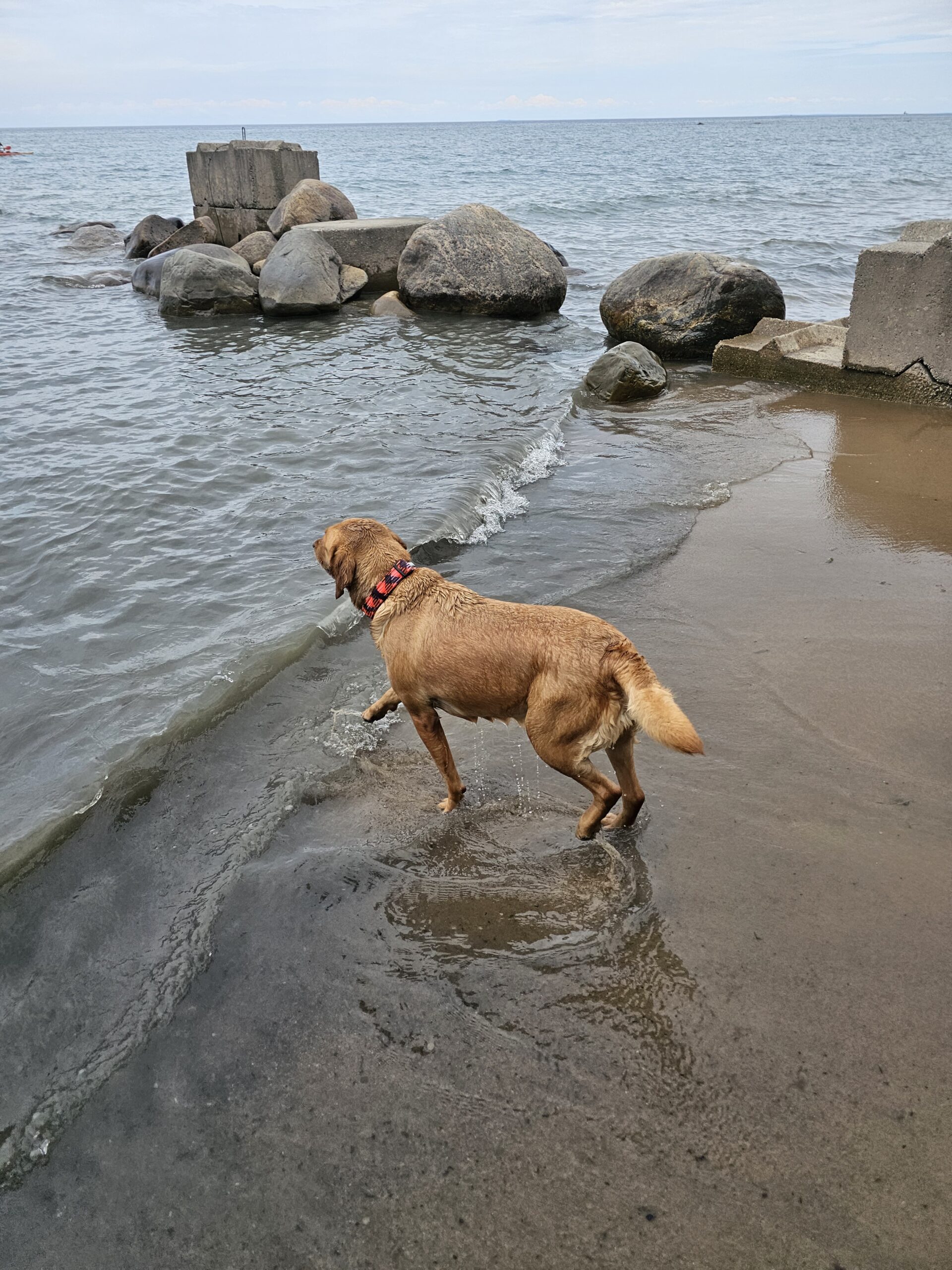 Memorial Park Dog Beach