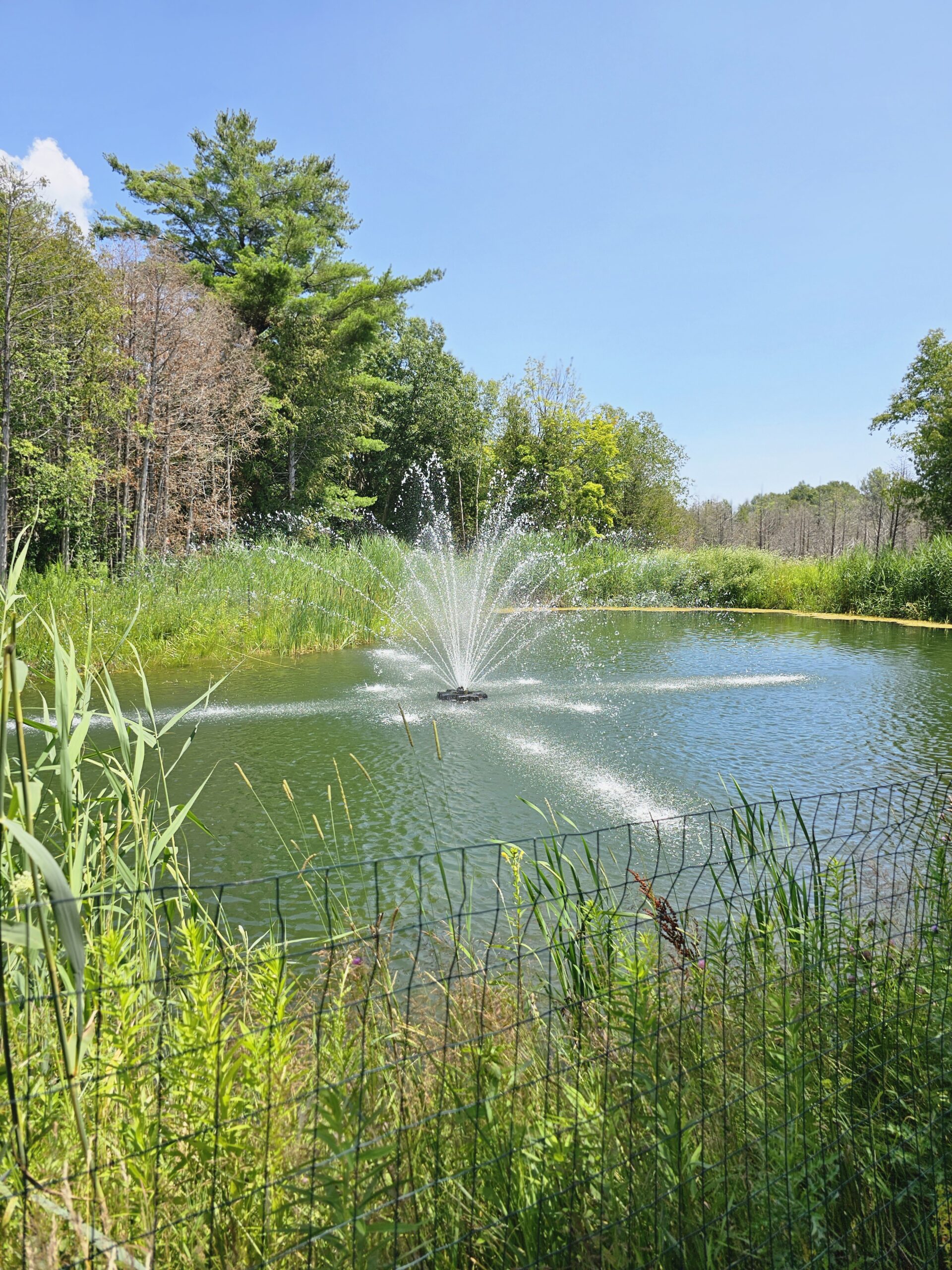 The Big Apple Pond
