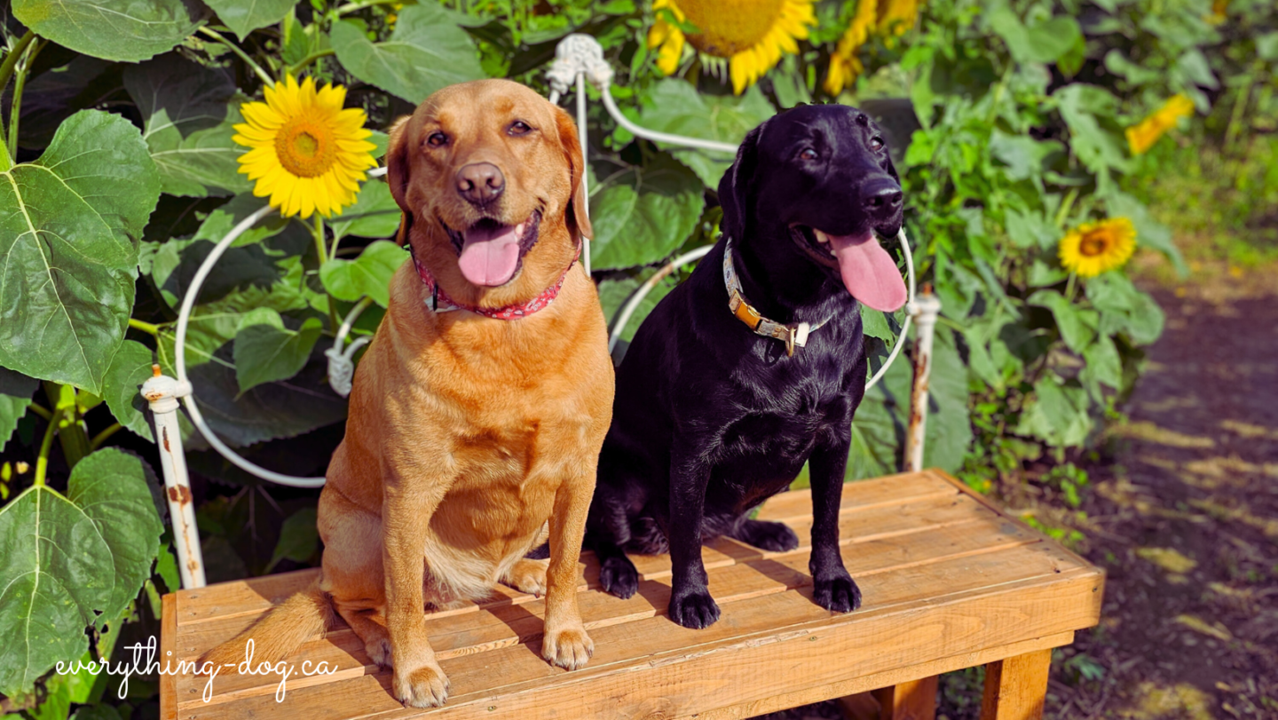 Bragg Farms – Dog Friendly Visit to a Sunflower Field