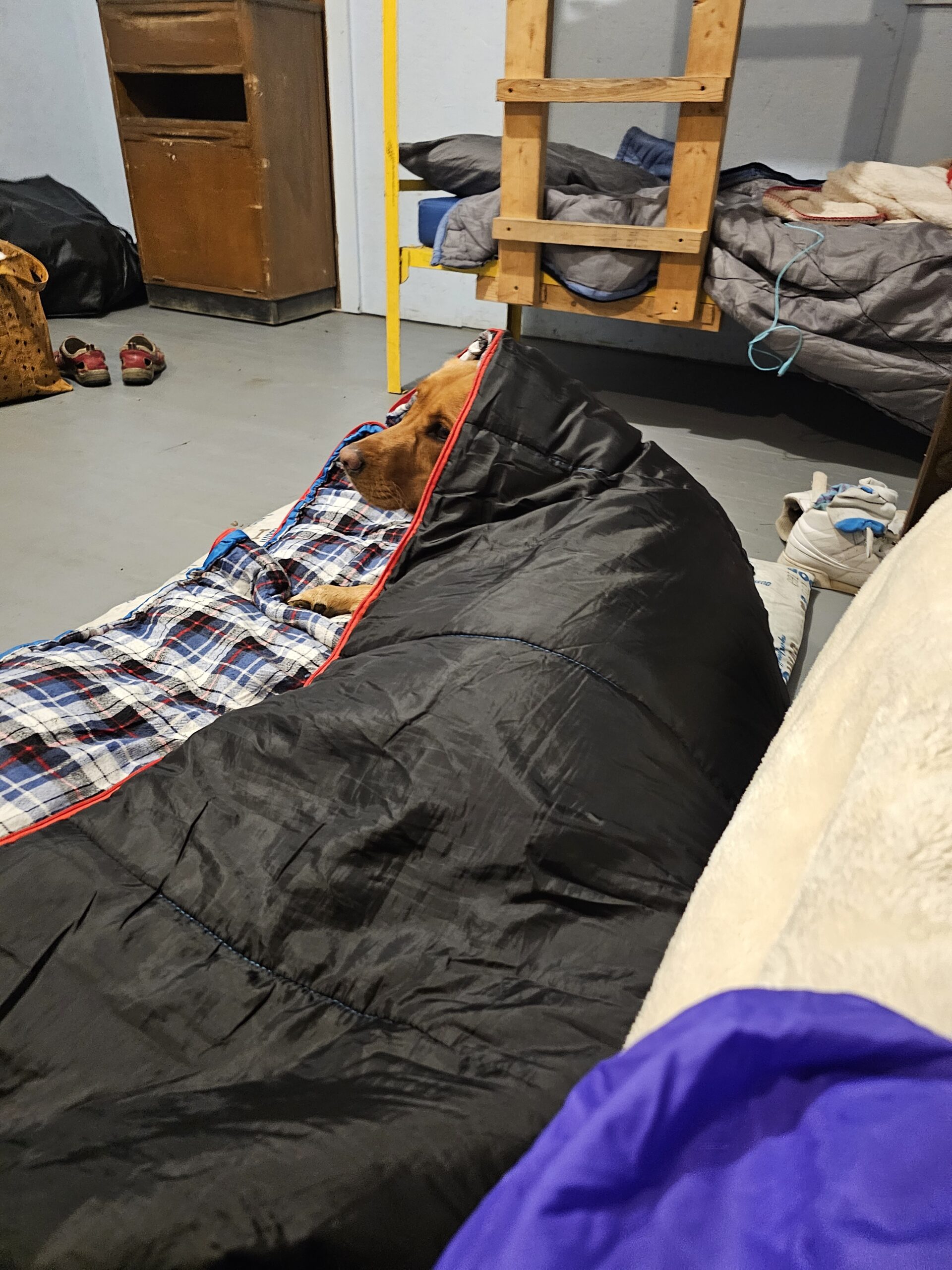Dog Gone Fun Camp - Cabin
