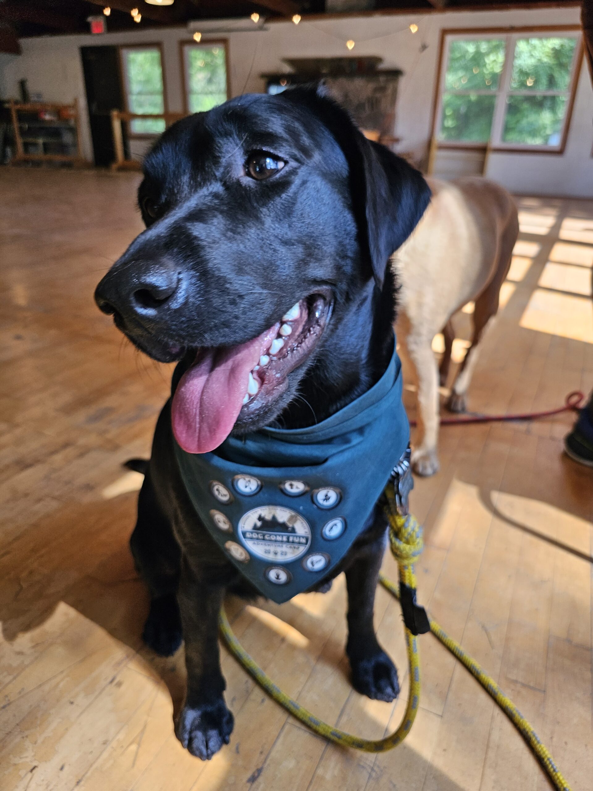 Dog Gone Fun Adventure Camp bandanna