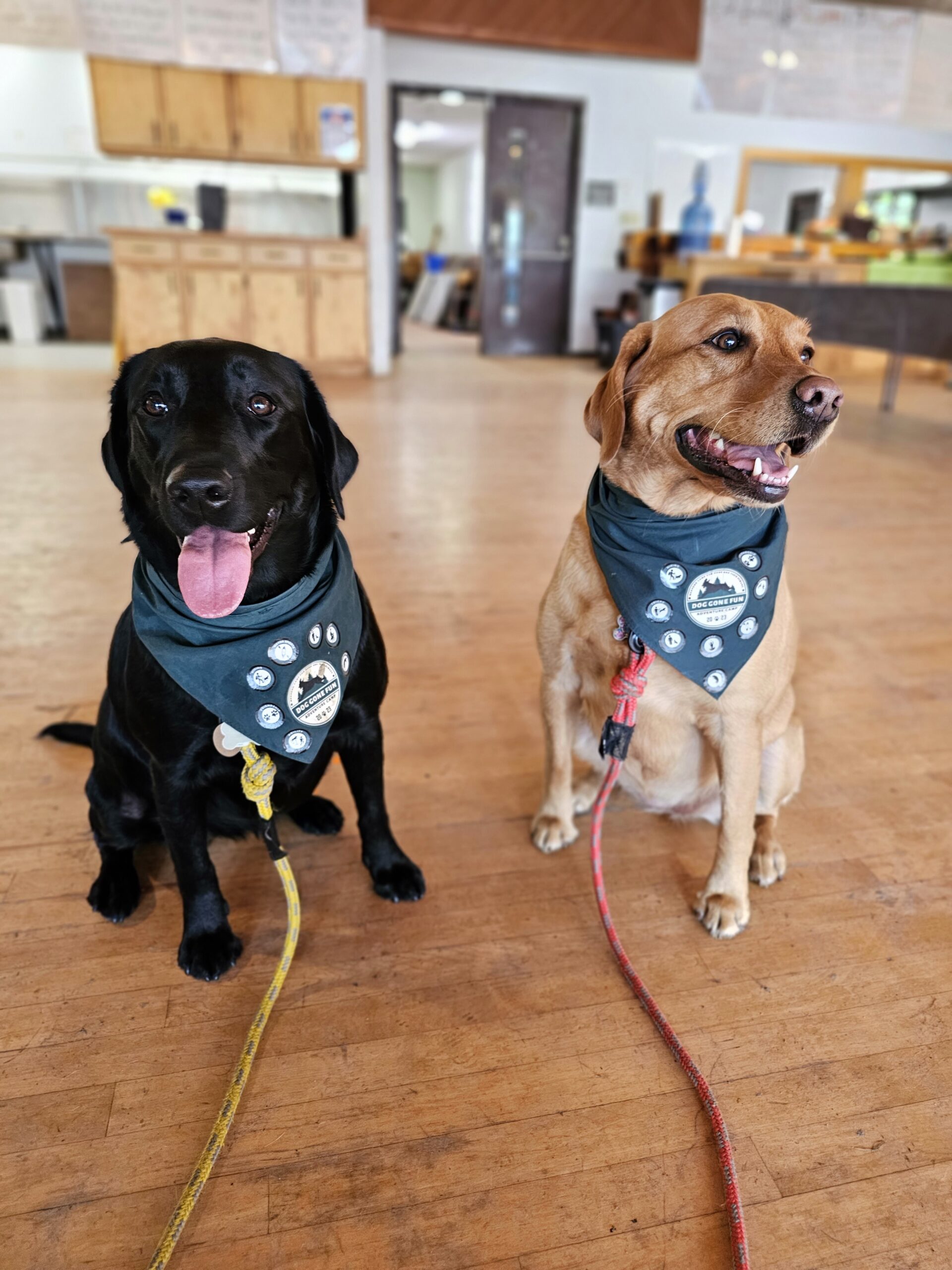 Dog Gone Fun Adventure Camp bandanna