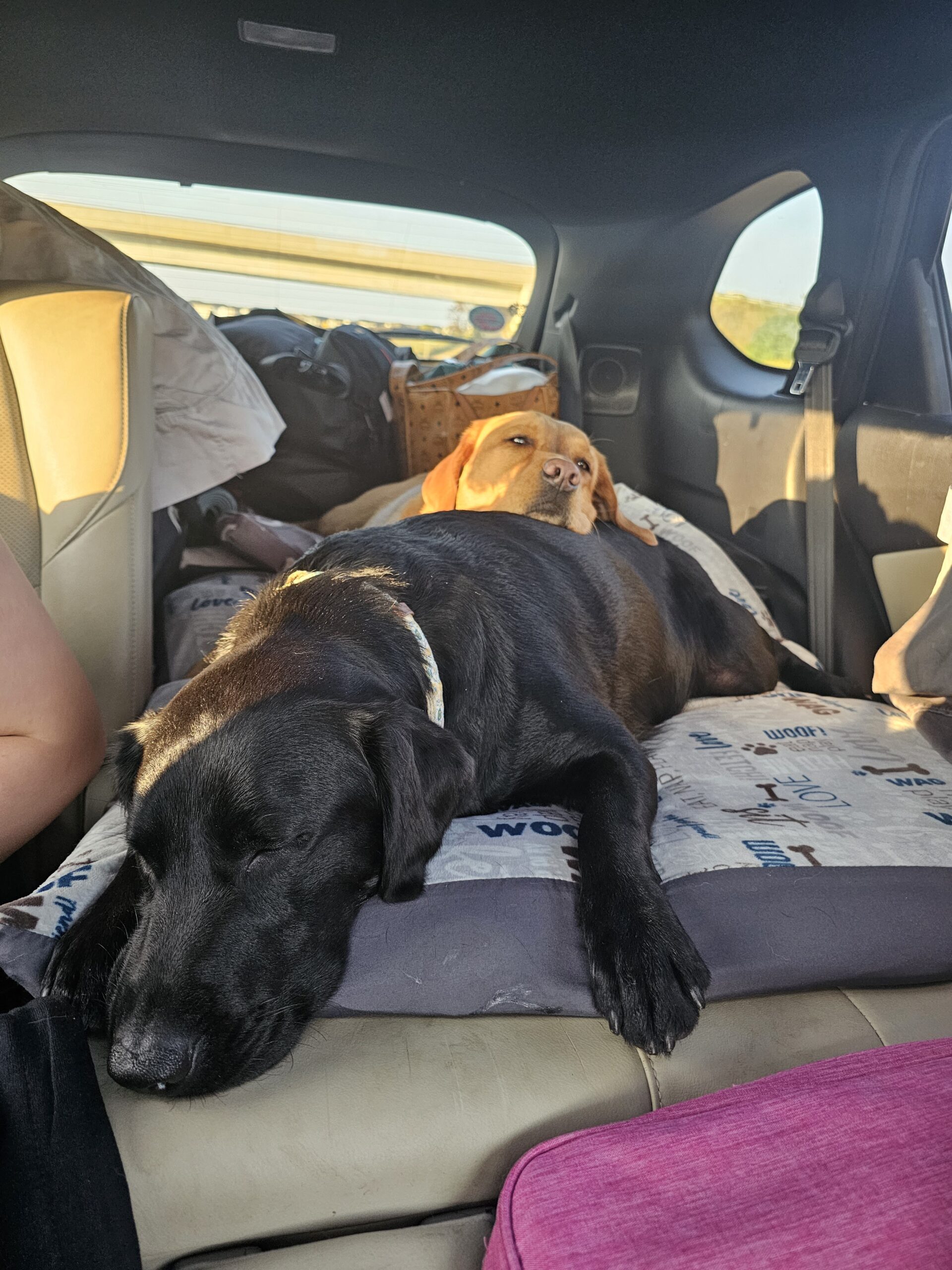 Dog Gone Adventure Camp