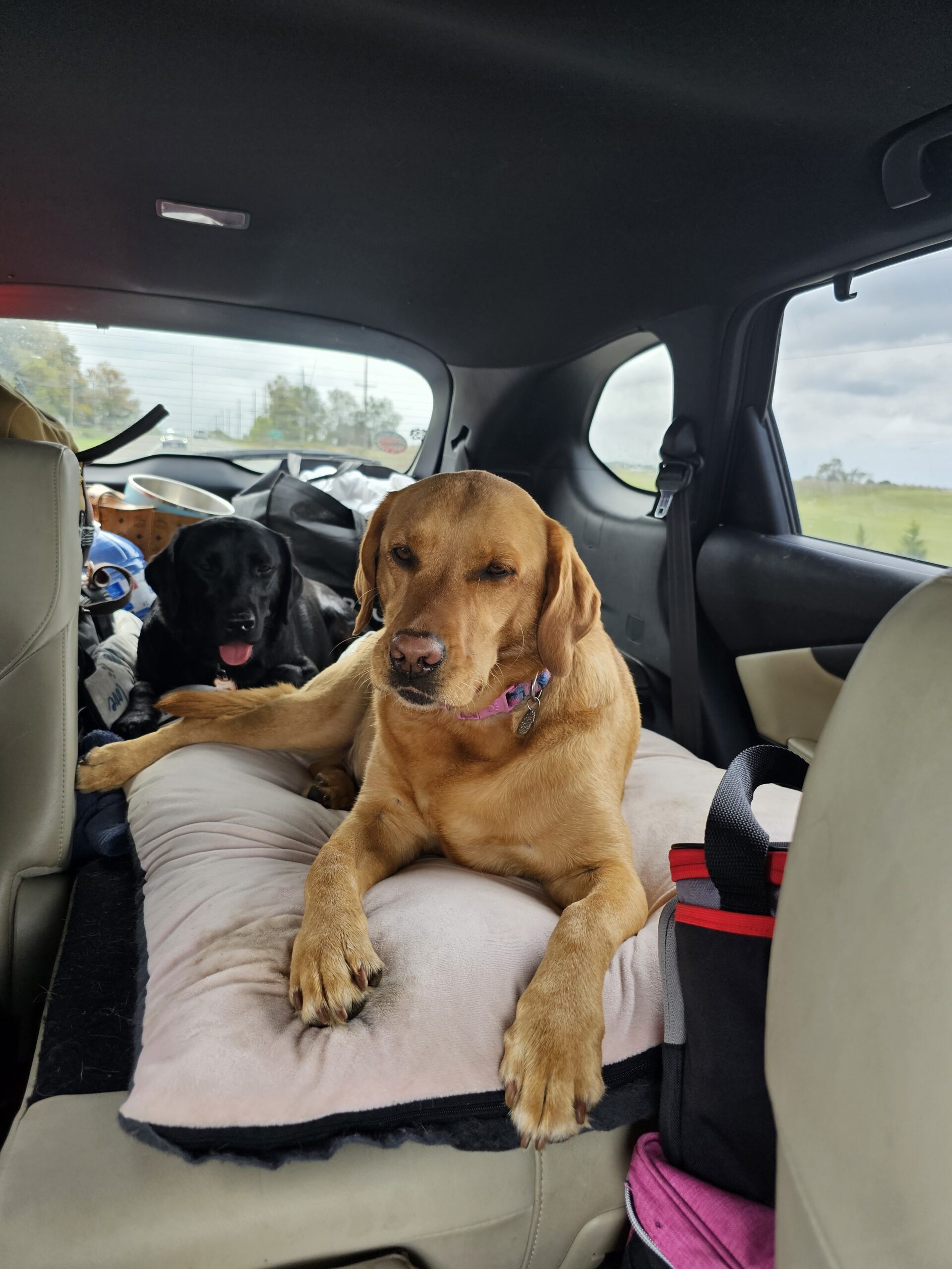 Dog Gone Fun Adventure Camp