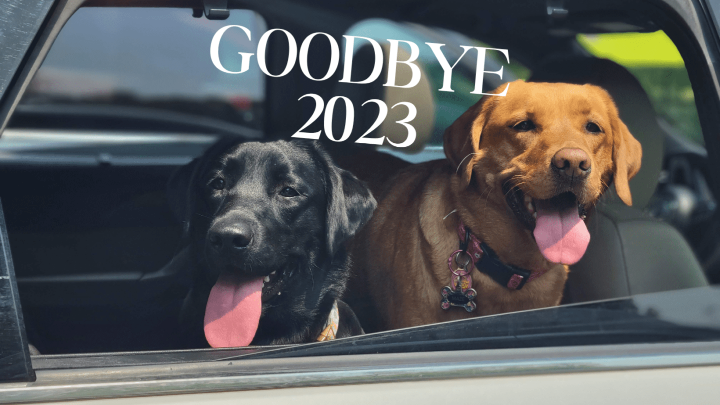 My 8 Favorite Dog Adventures from 2023
