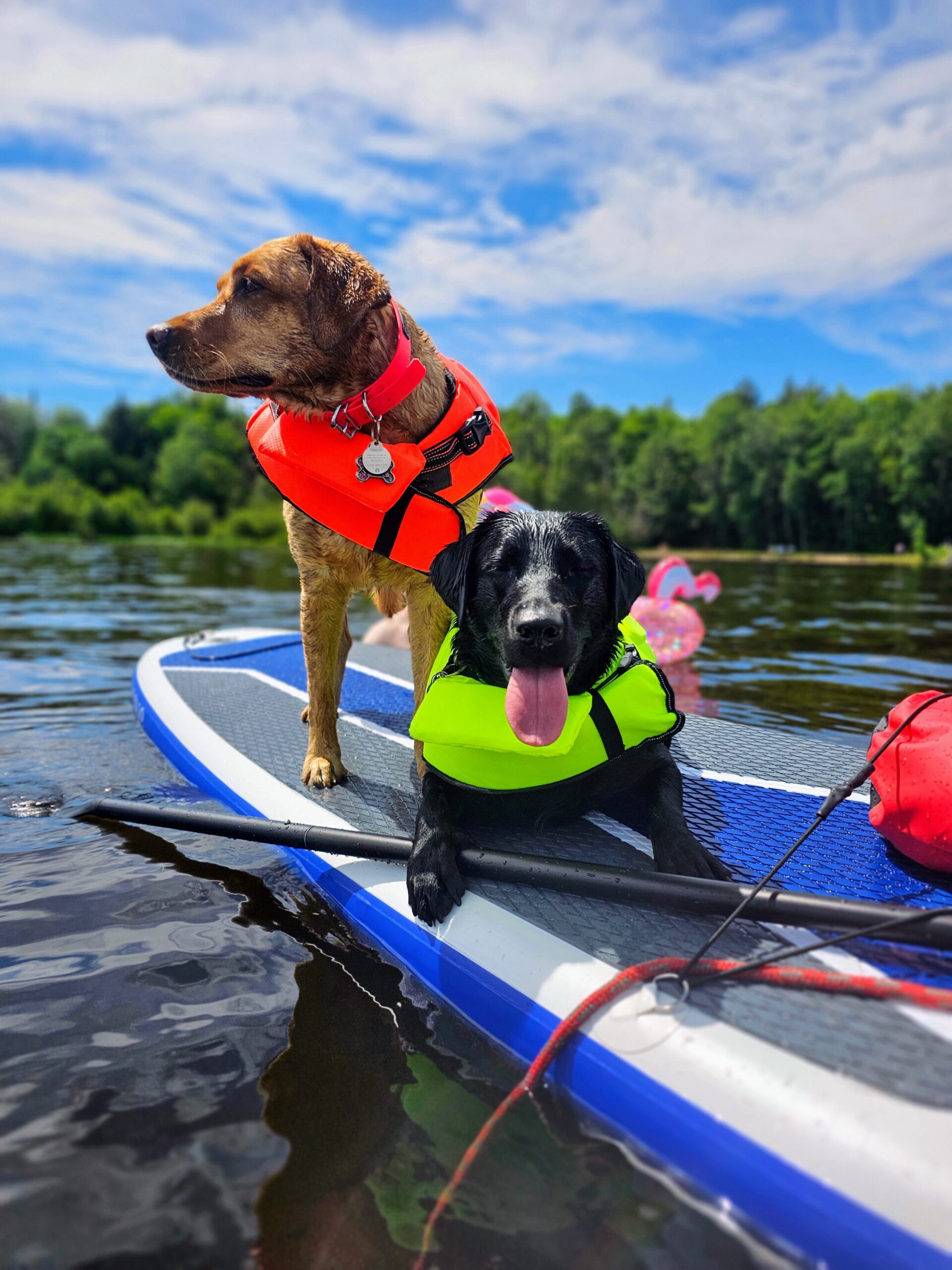 Paddle Boarding at Bon Echo Provincial Park