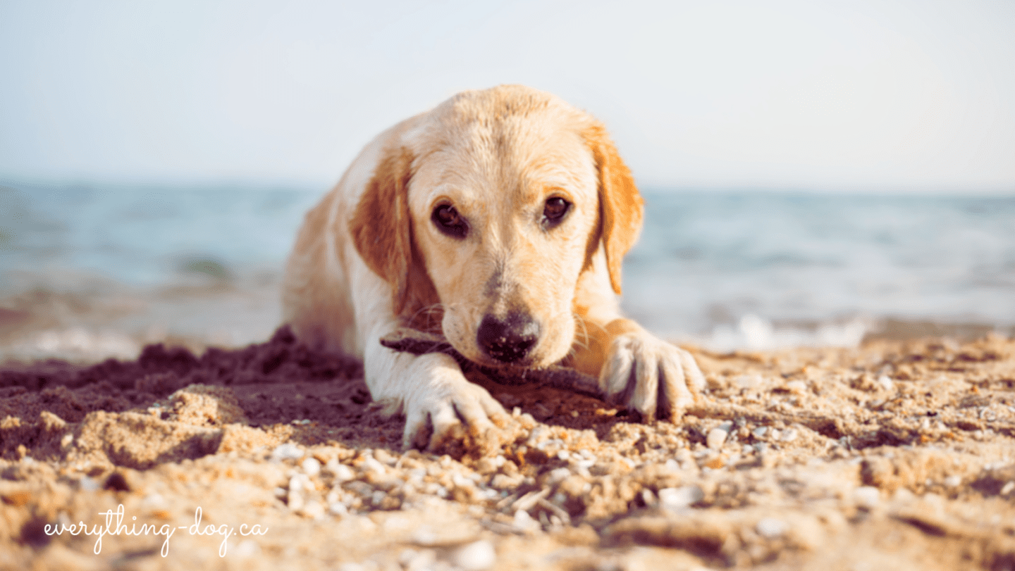 Dog Beaches!  Our Thoughts…