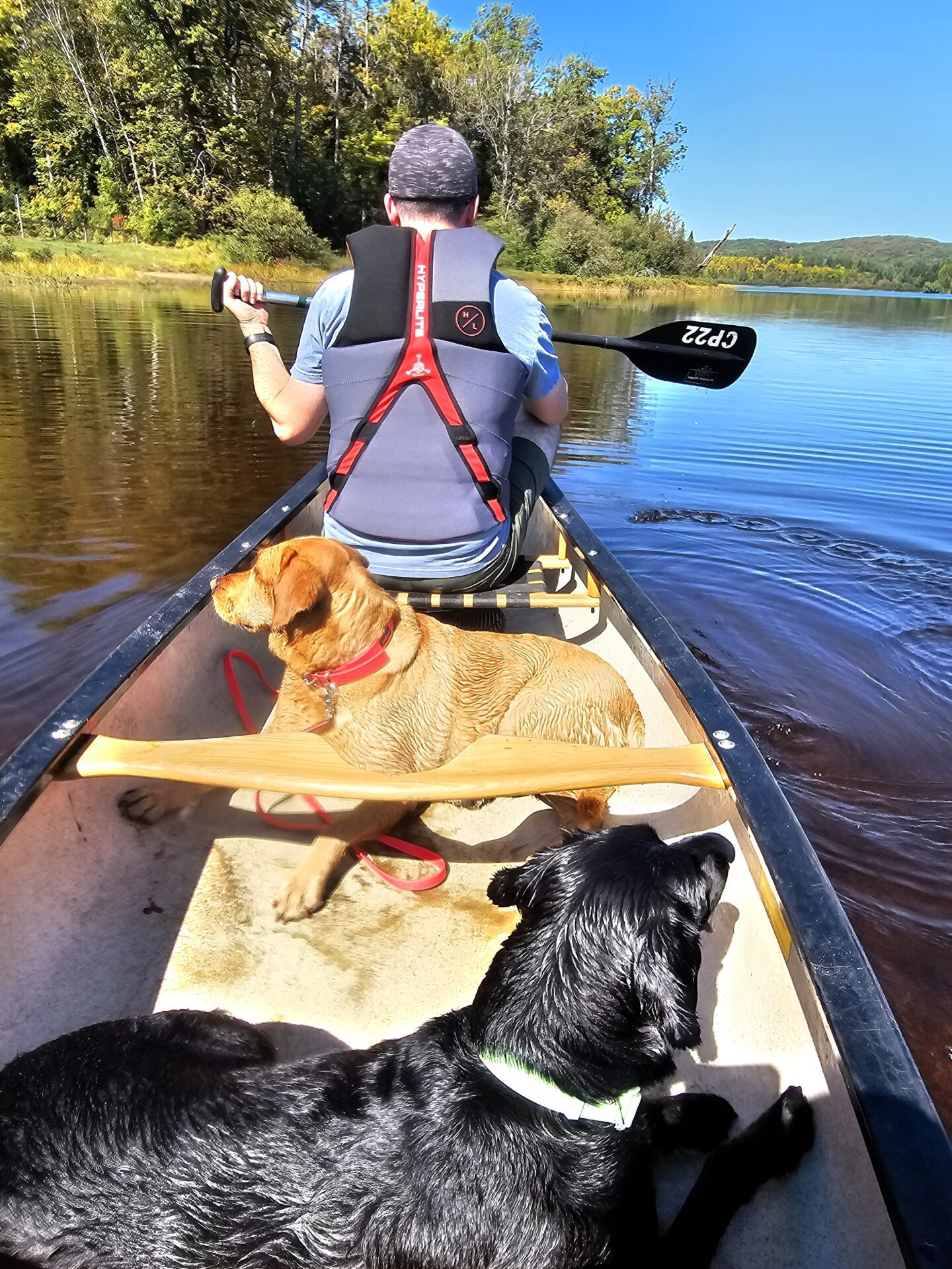 🍁 Canoes, Cranberries, and Wet Labradors: The Ultimate Dog-Friendly Guide to Muskoka