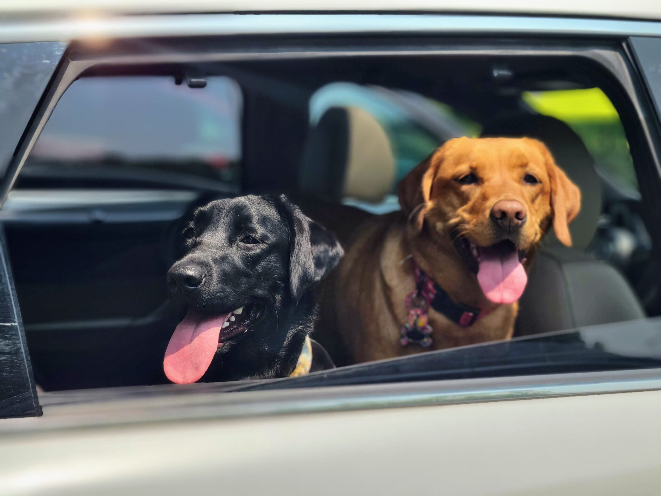 Maze and Nyx in Car